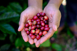 Harvesting coffee cherries by hand. Kintamani region, Bali (Indonesia) © A. Rival, CIRAD